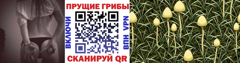 Галлюциногенные грибы прущие грибы  даркнет сайт  гидра ссылка  Шахунья 